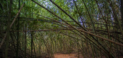 Thursdaybamboo