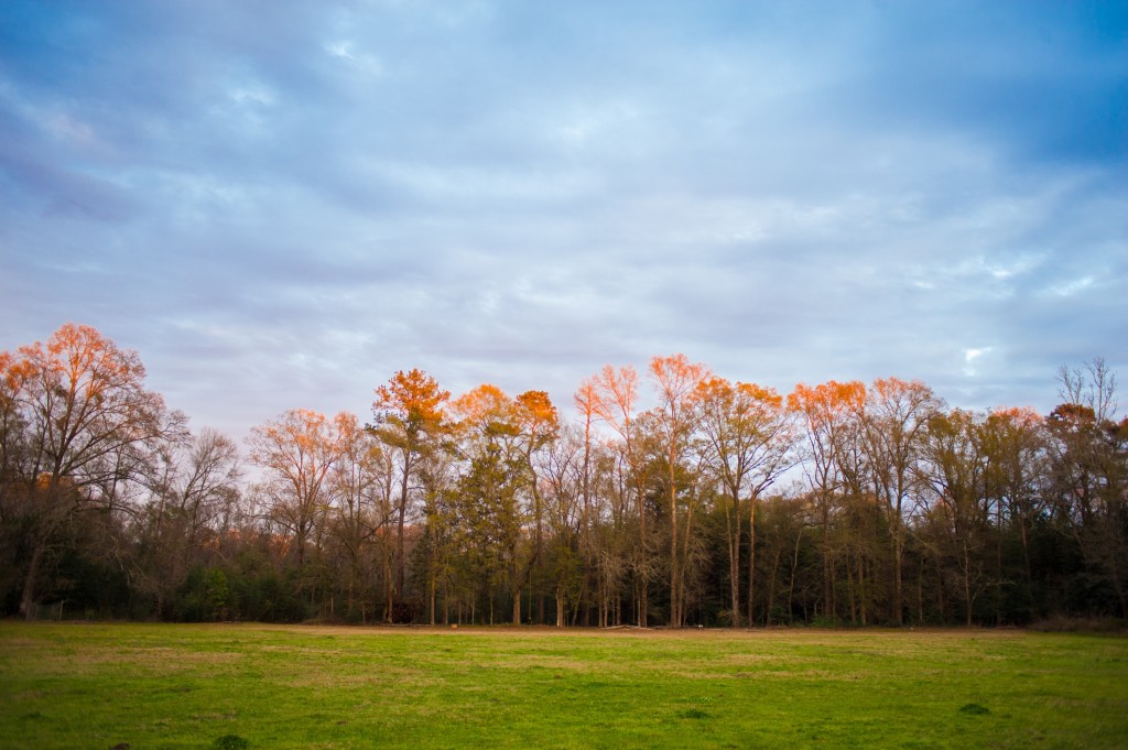 Thursdayfield