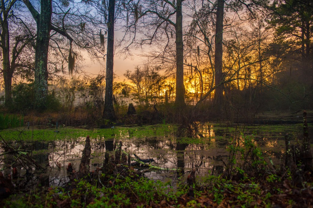 moreswamp